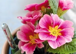 Metodą hydroponiczną możemy uprawiać zarówno gatunki kwitnące, jak i te o dekoracyjnych liściach