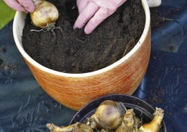 27.06.2007 WARSZAWA , SESJA SADZENIE CEBULEK JESIEN SADZENIE ROSLIN CEBULOWYCH , DONICZKA DLA CZASOPISMA OGRODY FOT. ARKADIUSZ SCICHOCKI / AGENCJA GAZETA PUBLIKACJA OGRODY NR 9 (101) - 9 2007 SLOWA KLUCZOWE: OGRODNICTWO ROSLINY ZDJĘCIE DO WKŁADKI: PUBLIKACJA OGRODY NR 9 (101) - CZASOPISMA