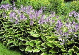 B6PKDM Hosta fortunei Aureomarginata in flower SLOWA KLUCZOWE: Hosta fortunei Aureomarginata flower July summer Hosta fortunei Aureomarginata flower July summer leaf foliage perennial shade woodland variegated green yellow flower lilac violet garden plant plantain lily leaves blooms blossoms flowers Hosta fortunei Aureomarginata flower July summer leaf foliage perennial shade woodland variegated green yellow flower lilac violet garden plant