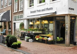 HOLANDIA , HAARLEM , KWIACIARNIA - KWIATY CEBULOWE DONICZKOWE I CIENTE DEKORUJA WYSTAWE KWIACIARNI OD STRONY ULICY FOT. AGNIESZKA ZAKRZEWSKA PUBLIKACJA BUKIETY NR 1 (56) - WIOSNA 2012 SLOWA KLUCZOWE: KWIAT ROSLINA OGRODNICTWO ULICA HANDEL ZDJĘCIE DO WKŁADKI: PUBLIKACJA BUKIETY NR 1 (56) - CZASOPISMA