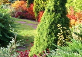 Zdeformowany, przekrzywiony iglak