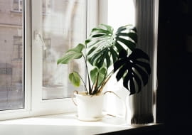 monstera w oknie