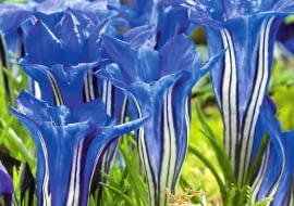 ODMIANA MIESZAŃCOWA 'BLUE SILK'