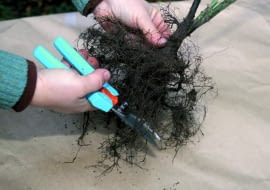 Jesienią w sprzedaży są sadzonki szczepionych odmian róż z tzw. gołym korzeniem, dobrej jakości, a przy tym tanie. Można je sadzić od końca września aż do pierwszego mrozu. Korzenie takiej róży jak najszybciej po zakupie wstawiamy do wody na 3-5 godziny i ustawiamy w cieniu. Następnie przycinamy jej wierzchołki, aby pobudzić roślinę do wzrostu.