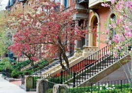 Boston, jedno z większych miast Stanów Zjednoczonych, wręcz tonie w zieleni. A za najbardziej eleganckie uchodzą dzielnice z ulicami obsadzonymi mnóstwem kwitnących drzew.