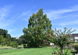 Metasekwoja chińska