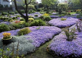 Wiosną ogródek pokrywają dywany kwitnących na liliowo floksów szydlastych.