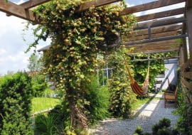 OGROD , PERGOLA , WICIOKRZEW BROWNA ( LONICERA X BROWNII ) GOLDEN TRUMPET , KWIATYFOT. LILIANNA SOKOLOWSKAPUBLIKACJA OGRODY NR 3 (143) - 3 2011PUBLIKACJA OGRODY NUMER SPECJALNY 1/2012 - OGROD MARZEN - 5 2012