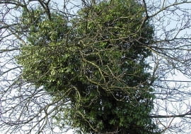 ROSLINY DRZEWA PNACZA BLUSZCZ HEDERA HELIX FOT. WIESLAW GAWRYS PUBLIKACJA KWIETNIK NR 10 (154) - 10 2007 SLOWA KLUCZOWE: ROSLINY DRZEWA ZDJĘCIE DO WKŁADKI: PUBLIKACJA KWIETNIK NR 10 (154) - CZASOPISMA