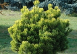 Sosna górska (kosodrzewina) (Pinus mugo) 'Ophir'