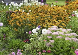 29.08.2003 GORAJEC ZASTAWIE WOJEWODZTWO LUBELSKIE OGROD PRYWATNY WLASCICIEL JOANNA KWAPISZ WIEJSKI OGRODEK ROSLINY JEDNOROCZNE BYLINY DOM DREWNO ROZCHODNIK OKAZALY SEDUM SPECTABILE RUDBEKIA ASTER CYNIA ZINNIA FOT. PAWEL SLOMCZYNSKI AGENCJA GAZETA SLOWA KLUCZOWE: OGRODY ROSLINY