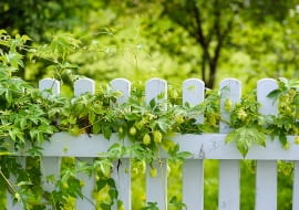 Chmiel zwyczajny może wspinać się na płoty, słupy a także drzewa i krzewy. W ciągu sezonu jego pędy przyrastają 4-6 m.