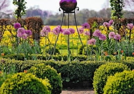 UWAGA ! DO JEDNORAZOWEJ PUBLIKACJI OGROD , ROSLINA CEBULOWA - CZOSNEK OLBRZYMI ; KULE BUKSZPANU , POSRODKU RABATY DEKORACYJNA FIOLETOWA KULA NA METALOWYM STOJAKU FOT. MIEDZYNARODOWE CENTRUM CEBULEK KWIATOWYCH PUBLIKACJA KWIETNIK NR 9 (189) - 9 2010 SLOWA KLUCZOWE: OGROD ROSLINA DEKORACJA ZDJĘCIE DO WKŁADKI: PUBLIKACJA KWIETNIK NR 9 (189) - CZASOPISMA