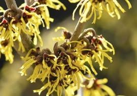 HAMAMELIS 'WESTERSTEDE' SLOWA KLUCZOWE: Baum Hamamelis Hamamelisgewâ °chs Pflanze Winter Zaubernuss Zaubernussgewaechse Zaubernussgewâ °chse blÂ´hend gelb