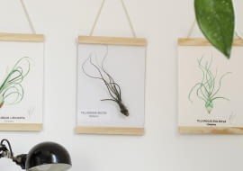 Oplątwa w roli obrazu