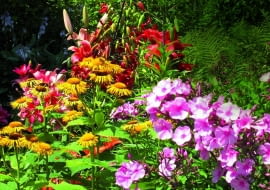 Kolorystyczne kompozycje na rabatach godne największych mistrzów pedzla: tu omany, lilie i floksy.