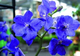 Storczyki dla każdego - wanda. Kwiaty doniczkowe