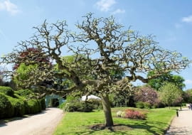 SOFORA JAPOŃSKA, inaczej perełkowiec lub szupin, miewa pięknie powyginane gałęzie