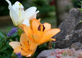 Lilia mieszańcowa 'Salmon Classic'