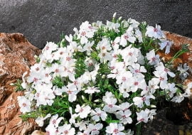 Floks 'Amazing Grace'