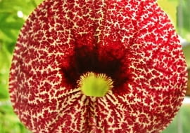 Z jednej strony chmary kłujących owadów, z drugiej - człowiek uzbrojony w nowoczesne środki, ale również wspierany skutecznie przez odwiecznych sprzymierzeńców w tej walce, czyli rośliny. Jesteśmy gotowi na lato. Aristolochia (kokornak). To egzotyczne pnącze z Brazylii zwabia owady do imponującego kielicha, po czym blokuje im wyjście. W ten sposób roślina jest zapylana.