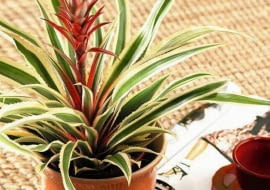 27.07.2006 WARSZAWA DLA KWIETNIIK SESJA ROSLINY DONICZKOWE OWOCOWE ROSLINA DONICZKOWA ANANAS FOT. LUKASZ ZANDECKI / AGENCJA GAZETA SLOWA KLUCZOWE: ROSLINY