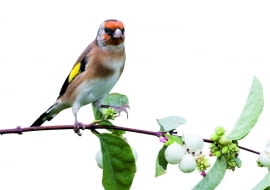 Nasionami śnieguliczek żywią się ptaki. Jesienią wydziobują je z owoców szczygły (na zdjęciu), a zimą kosy, dzwońce, wróble i mazurki zbierają je z ziemi. Kulkami, które rozdeptywane głośno pstrykają, lubią bawić się dzieci. Ale uwaga, owoce śnieguliczek są trujące! Zjedzone powodują mdłości i majaczenie.