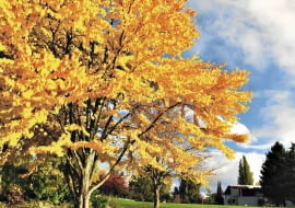 Grujeczniki słyną z pięknych jesiennych przebarwień liści na żółto, pomarańczowo, łososiowo lub czerwono.