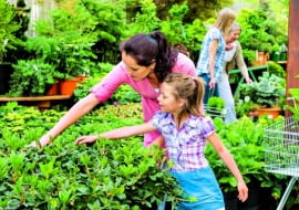 Wybierajmy rośliny w dobrej kondycji: bez plam i przebarwień, bez uszkodzeń mechanicznych oraz objawów więdnięcia - zdrowe, żywotne i dorodne.