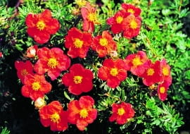 Potentilla fruiticosa