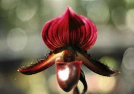 20.02.2009 WARSZAWA - BUW - WYSTAWA STORCZYKOW " ORCHIDEA 2008 " N/Z PAPHIOPEDILUM MAUDIAE VINICOLOR FOT. ALINA GAJDAMOWICZ / AGENCJA GAZETA PUBLIKACJA CZTERY KATY NR 12 (230) - 12 2010 SLOWA KLUCZOWE: KWIATY ROSLINY STORCZYKI WYSTAWY