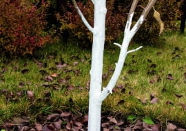 Powtarzamy bielenie pni drzew owocowych rosnących w nasłonecznionych miejscach