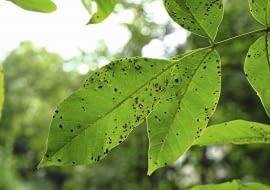 Antraknoza orzecha włoskiego