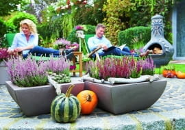 Wrzosy najokazalej wyglądają posadzone w grupie. Tworzą wtedy mocny barwny akcent.