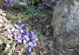 Rośliny w obiektywie