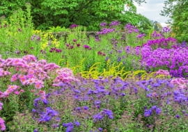 @Asters provide the foundation to the colourful autumn flower bed