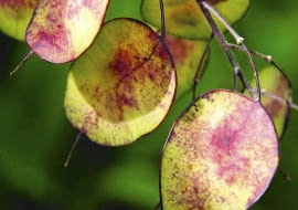 Samenstand des einj hrigen Silberblatts (Lunaria annua) SLOWA KLUCZOWE: Close-up einj hrig Garten Lunaria annua Pflanzen Samenstand Silberblatt Hochformat