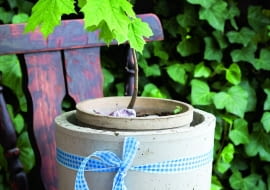 Klon pospolity w doniczce można formować cięciem (lepiej nie używać środków skarlających bo są szkodliwe dla ludzi).