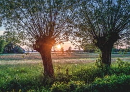 Mazowieckie wierzby Symbol mazowsza, wierzby głowiaste, znikają z krajobrazu. Coraz rzadziej spotykamy te piękne drzewa, bo dziś coraz mniej ludzi docenia wspaniałe właściwości, jakie ma ich drewno.