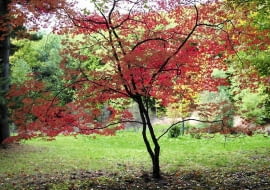 KLONY PALMOWE mają ażurowe, lekkie korony, a jesienią ich liście pięknie się przebarwiają.