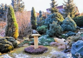 Frosted winter garden SLOWA KLUCZOWE: Frosted picea pinus frosted lawn winter garden frosty frosted plants frosted picea shrubs winter snow trees in winter frosted trees