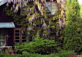 12.05.2004 PODKOWA LESNA WIOSENNY OGROD GLICYNIA CHINSKA WISTERIA SINENSIS PROLIFIC PNACZE TUJA THUJA ZYWOTNIK DRZEWO IGLASTE JEZIORKO WODA STAW ZBIORNIK WODNY OCZKO WODNE OKNO SCHODY BRZEG JEZIORKA KAMIENNY FOT. WOJCIECH SURDZIEL / AGENCJA GAZETA PUBLIKACJA OGRODY NR 5 (73) - 5.2005 PUBLIKACJA MAGNOLIA NR 6 (2) - 6 2012 SLOWA KLUCZOWE: OGRODY KWIATY ROSLINY ARCHITEKTURA ZDJĘCIE DO WKŁADKI: PUBLIKACJA OGRODY NR 5 (73) - CZASOPISMA