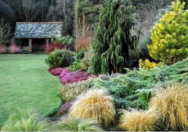 Frosted lawn and borders SLOWA KLUCZOWE: Ausblick Aussicht Baum Beet Beete Bepflanzung B ume Erica Erika Form Garten Geb ude Gr ser Heide Heidekraut Konifere Koniferen Nadelbaum Pflanzen Rasen Raureif Struktur Str ucher Winter anpflanzen architektonisch bepflanzen bereift bezogen einpflanzen eisig frostig immergr´n wei? Querformat
