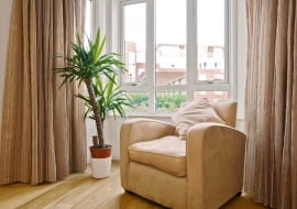 Juki rosną okazale tylko w miejscach dobrze oświetlonych.