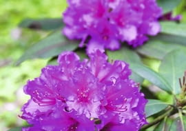 Aby różanecznik tak ładnie zakwitł, jego pąki muszą zdrowo przezimować.