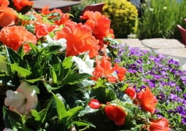 kwiaty wieloletnie do ogrodu