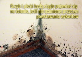 Wykwity trzeba usunąć ze ściany razem z tynkiem.