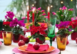 Cyklameny, poinsecje, azalie i grudniki razem mogą tworzyć świąteczny wystrój domu, ale pielęgnować je trzeba inaczej.