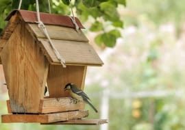 Świadome dokarmianie ptaków - kiedy skończyć i jak zadbać o karmnik po zimie?