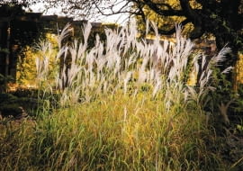 SLOWA KLUCZOWE: autumn jesien miskant trawa